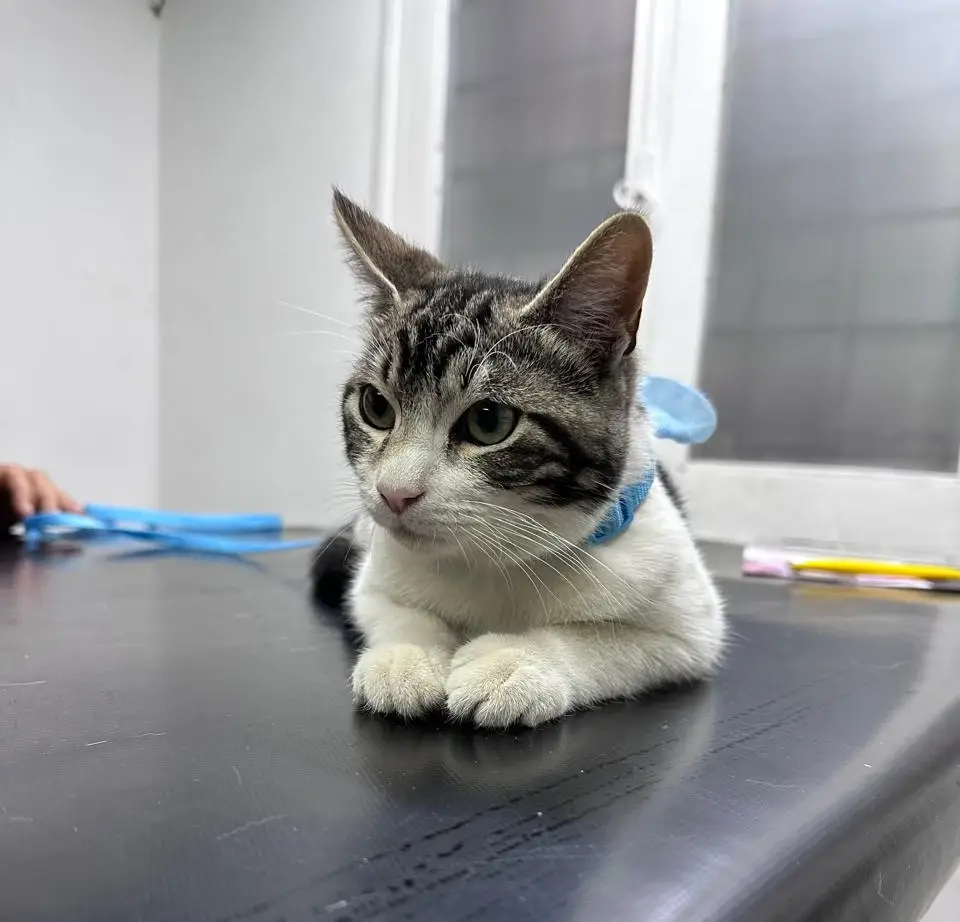 Laboratorio veterinario