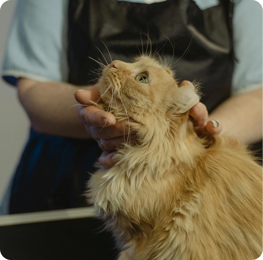 Veterinaria especialista acariciando gato persa en consulta